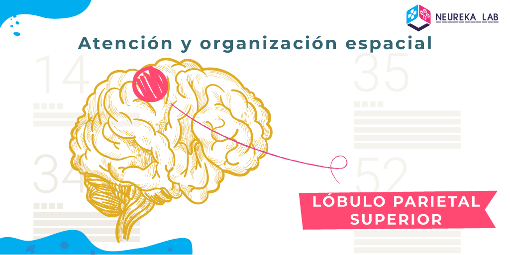 En la atención y organización espacial interviene el lóbulo parietal superior.