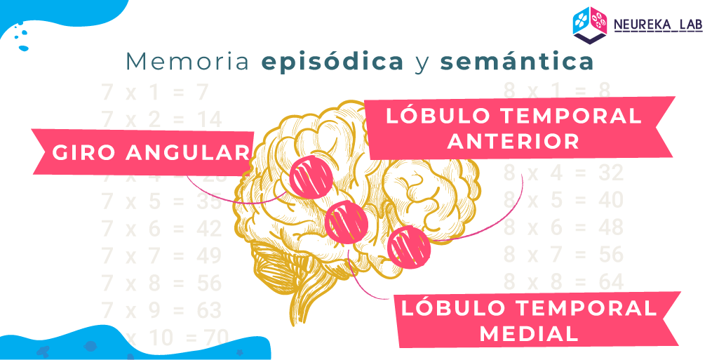 En la memoria episódica y semántica intervienen el giro angular, el lóbulo temporal anterior y el lóbulo temporal medial.