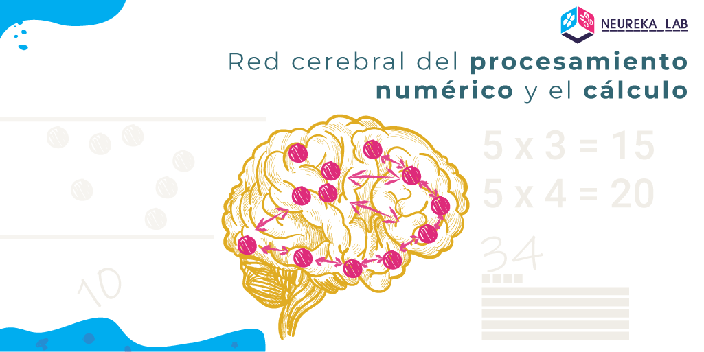 Red cerebral del procesamiento numérico y el cálculo.